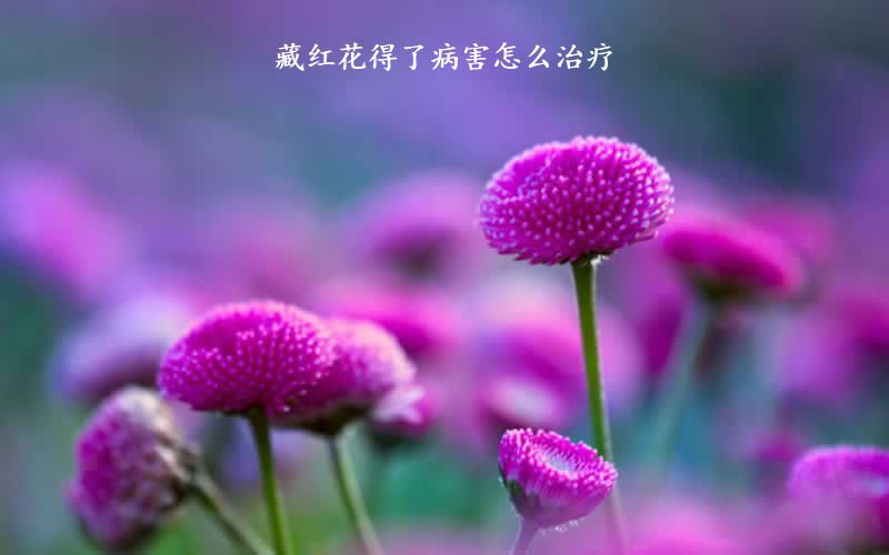 藏红花得了病害怎么治疗