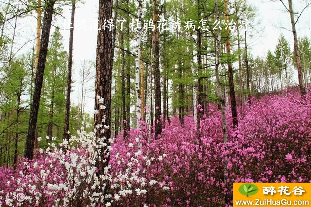 杜鹃花得了杜鹃花锈病怎么治疗