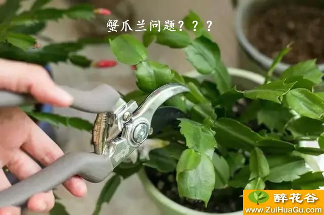 蟹爪兰问题？？？