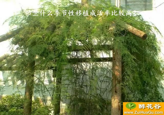 吊兰什么季节性移植成活率比较高？