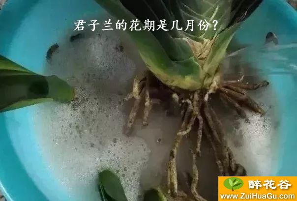 君子兰的花期是几月份？