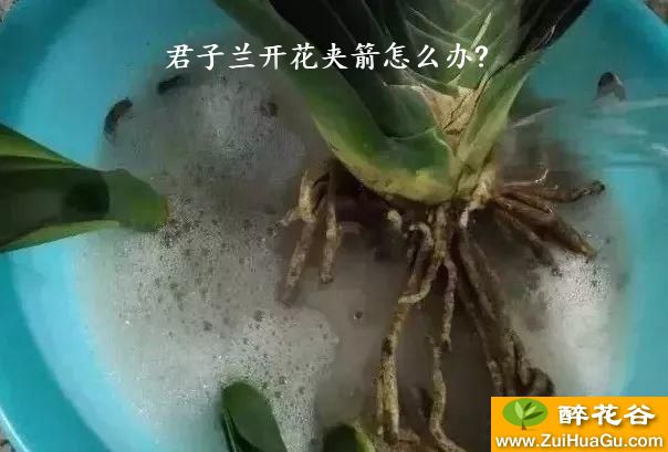 君子兰开花夹箭怎么办?