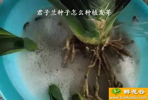 君子兰种子怎么种植发芽