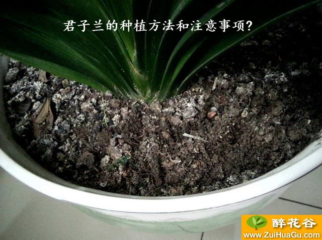 君子兰的种植方法和注意事项?