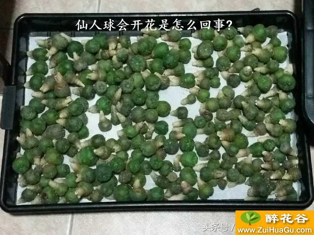 仙人球会开花是怎么回事?