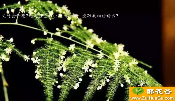 文竹会开花?还是白色的小花,真神奇 能跟我细讲讲么?