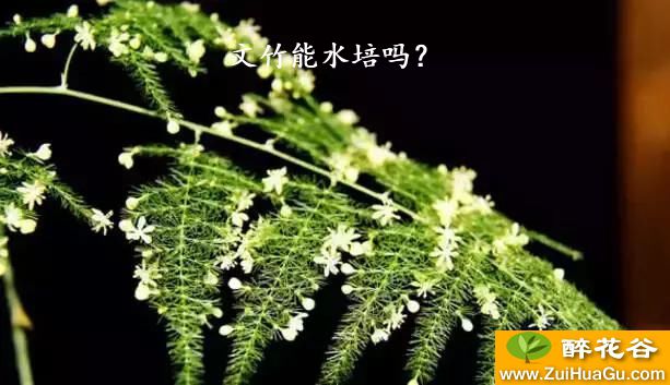 文竹能水培吗？