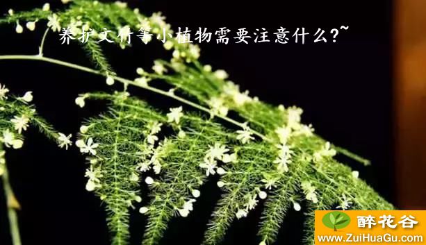 养护文竹等小植物需要注意什么?~