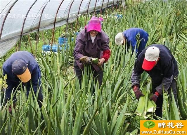 芦荟是用撒栽培的,根坏了,用叶子可以种新的吧?杂弄?