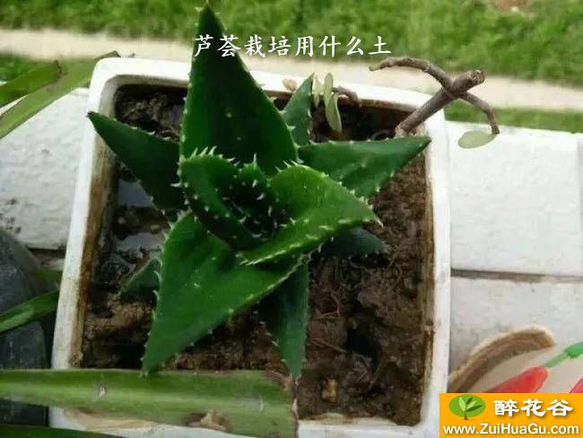 芦荟栽培用什么土