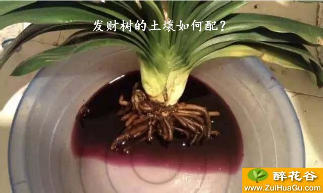 发财树的土壤如何配？