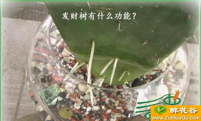 发财树有什么功能？