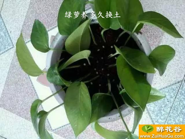 绿萝养多久换土