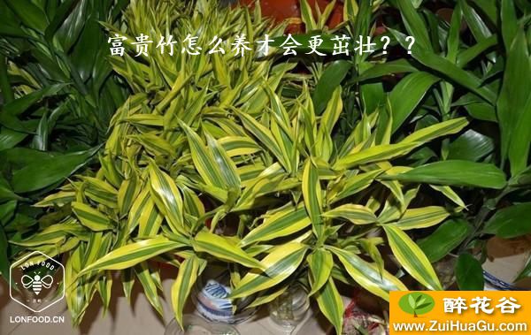 富贵竹怎么养才会更茁壮？？