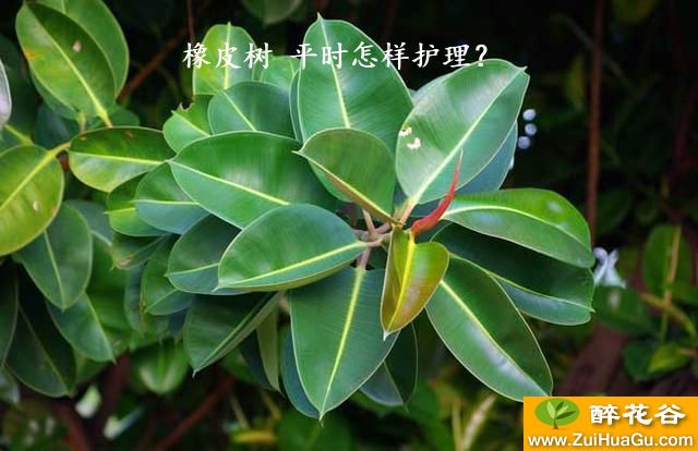 橡皮树 平时怎样护理？