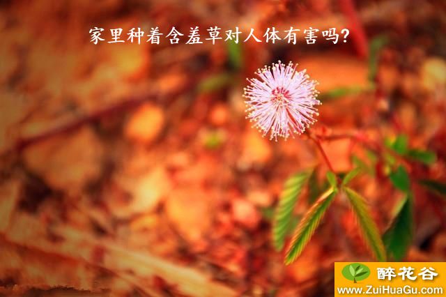 家里种着含羞草对人体有害吗?