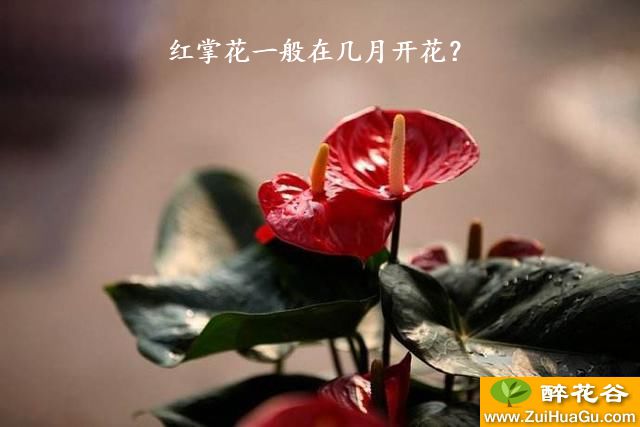 红掌花一般在几月开花？