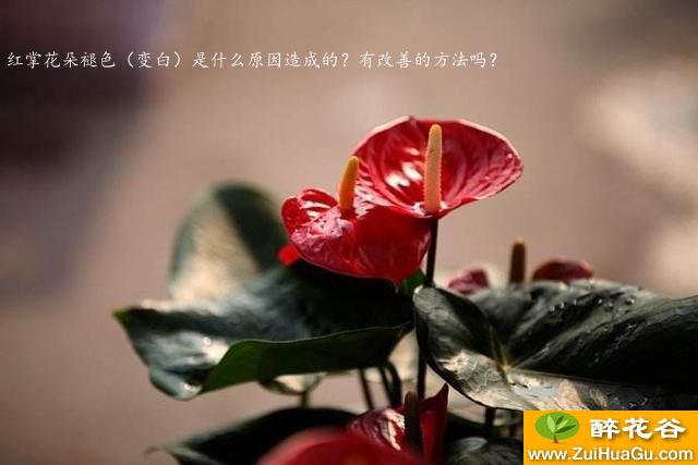 红掌花朵褪色（变白）是什么原因造成的？有改善的方法吗？