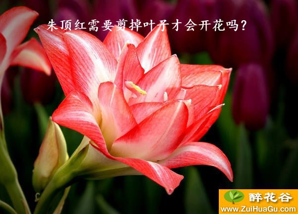 朱顶红需要剪掉叶子才会开花吗？