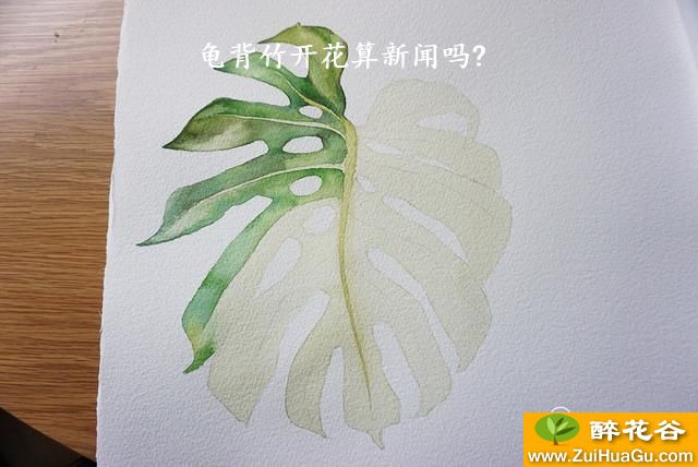 龟背竹开花算新闻吗?