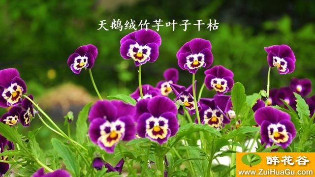 天鹅绒竹芋叶子干枯