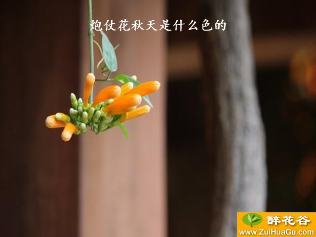 炮仗花秋天是什么色的