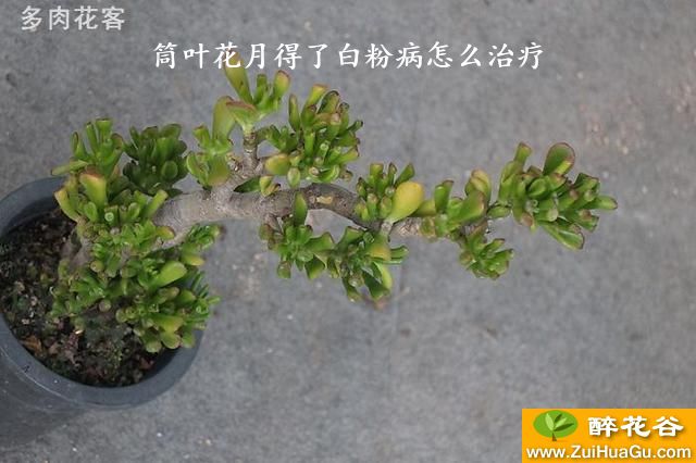 筒叶花月得了白粉病怎么治疗