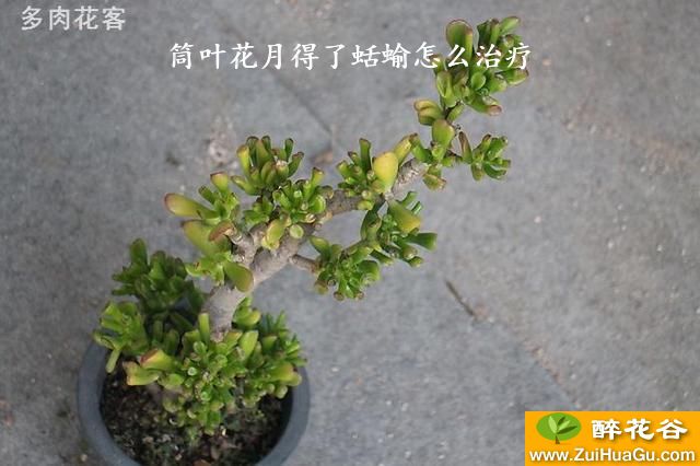 筒叶花月得了蛞蝓怎么治疗