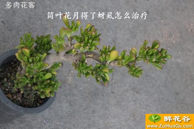 筒叶花月得了蚜虱怎么治疗