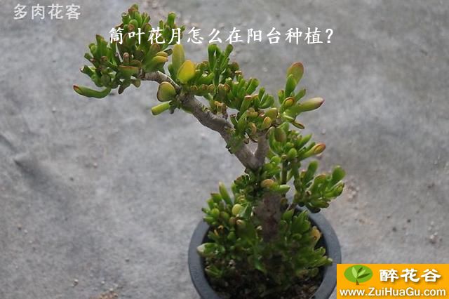 筒叶花月怎么在阳台种植？