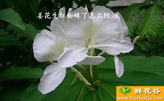 姜花生红蜘蛛了怎么防治