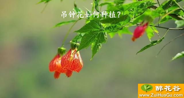 吊钟花如何种植？