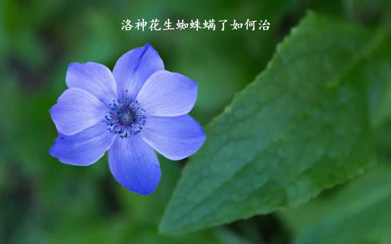 洛神花生蜘蛛螨了如何治