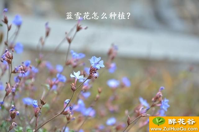 蓝雪花怎么种植？