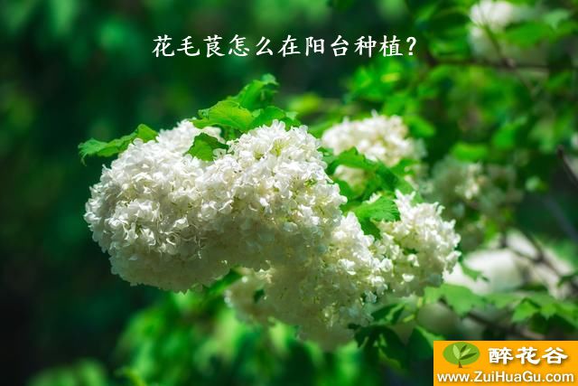 花毛茛怎么在阳台种植？