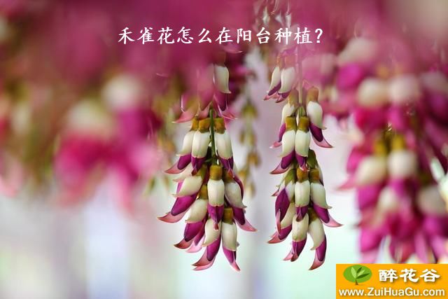 禾雀花怎么在阳台种植？