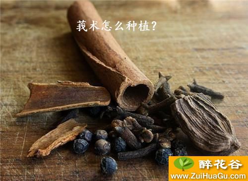 莪术怎么种植？