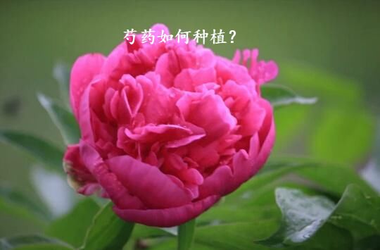 芍药如何种植？