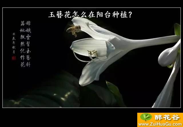 玉簪花怎么在阳台种植？