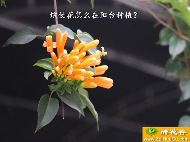 炮仗花怎么在阳台种植？