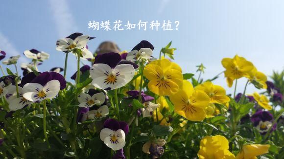 蝴蝶花如何种植？