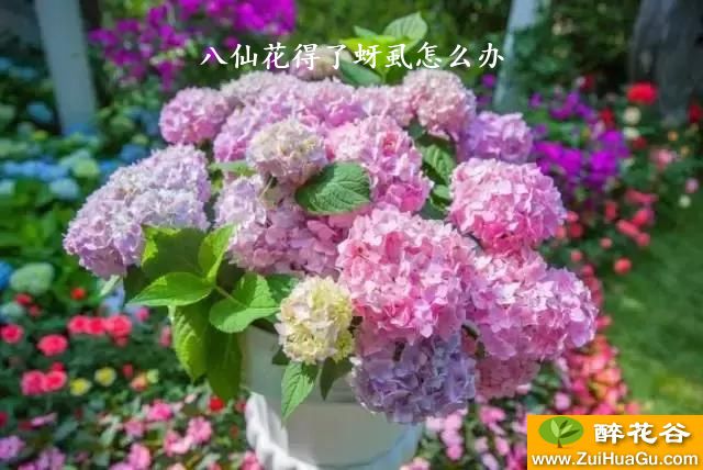 八仙花得了蚜虱怎么办