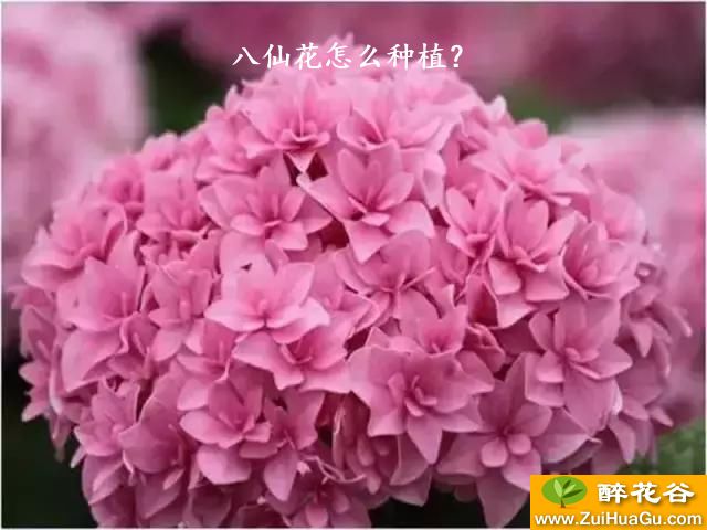 八仙花怎么种植？