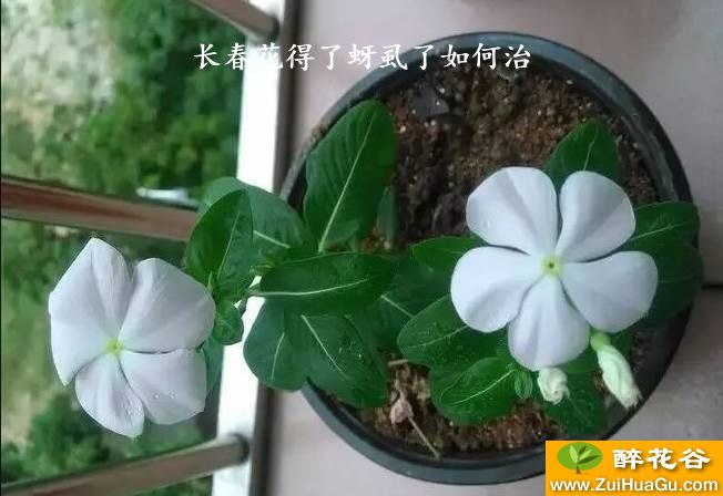 长春花得了蚜虱了如何治