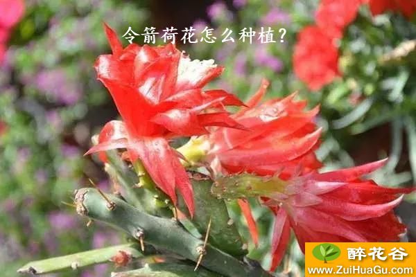 令箭荷花怎么种植？