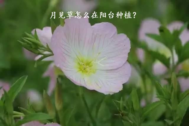 月见草怎么在阳台种植？