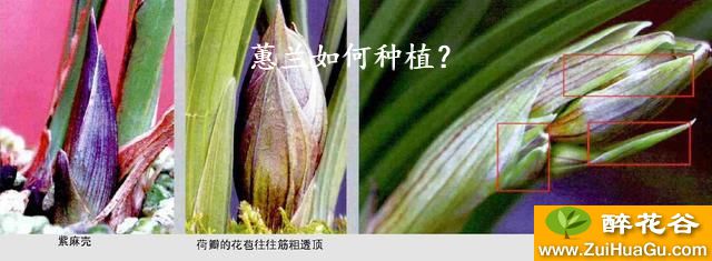 蕙兰如何种植？