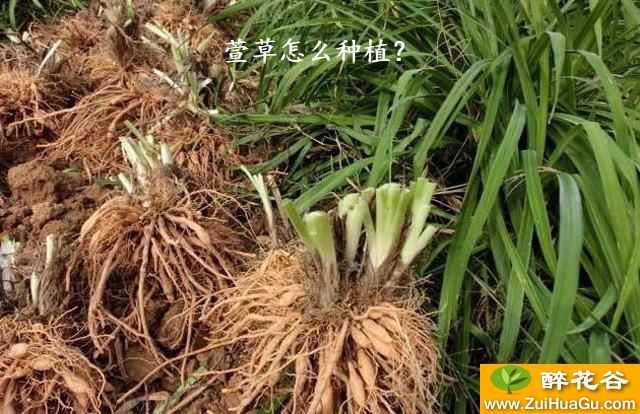 萱草怎么种植？