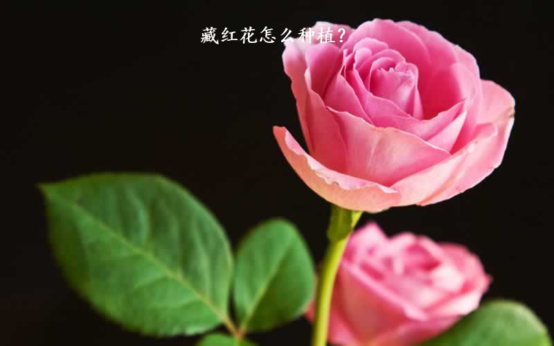 藏红花怎么种植？