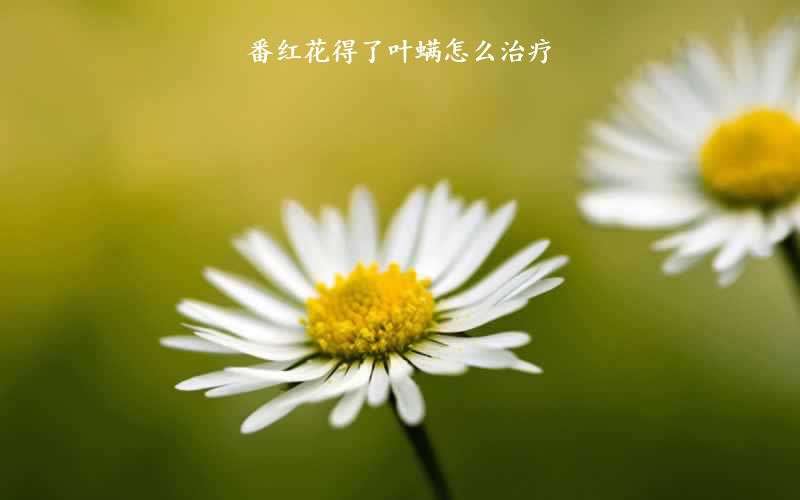 番红花得了叶螨怎么治疗